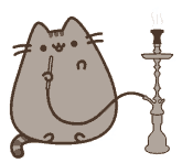 shisha-cat